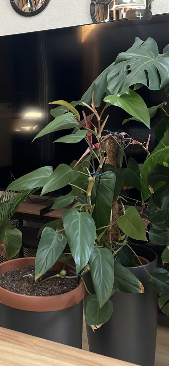 Pflanzen & Samen: Philodendron Pflanze, 2m hoch – Gebraucht aus St. Gallen von ZOKo 2