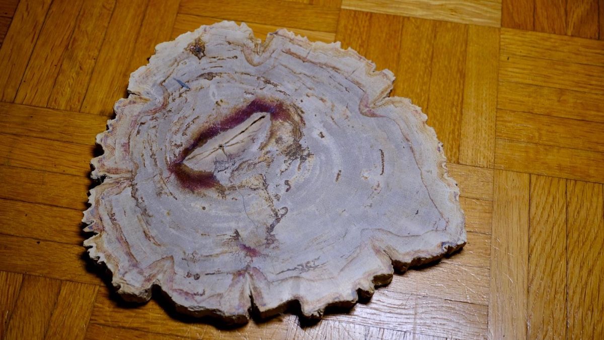 Fossili: Holz-Fossil – Usato da Biel/Bienne venduto da nimmes