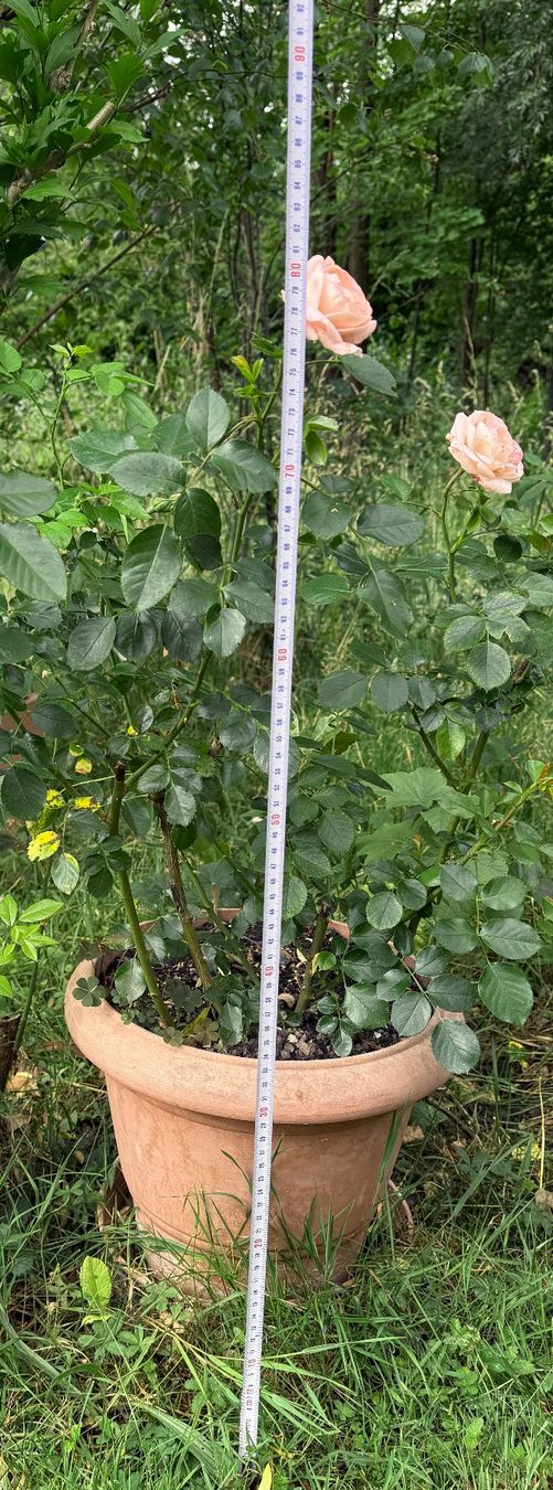 Piante & sementi: Rosa (Teehybride) Edelrose 'Focus' – Nuovo (secondo la descrizione) da Dübendorf venduto da Orchid18 4