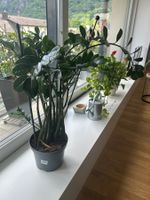 Wunderschöne Zauberfeder