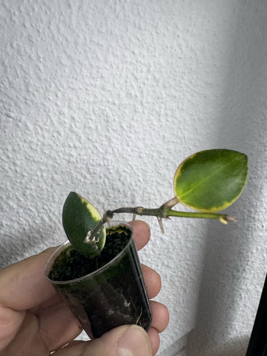 Plantes & graines: Hoya incurvula 'Palta' albomarginata – D'occasion à Zürich par thishoyaofmine