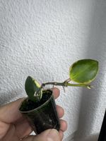 Hoya incurvula 'Palta' albomarginata