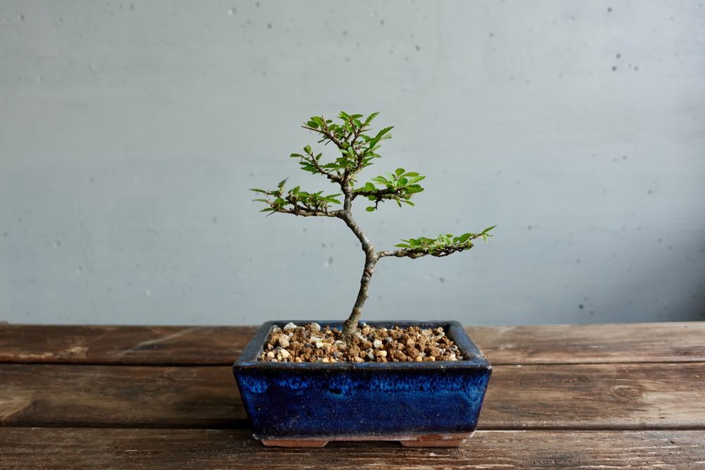 Mame Bonsai, Japanische Nire Keyaki, Japan, 4 jhrig (Gebraucht) in Uster  fr CHF 51  mit Lieferung auf Ricardo kaufen