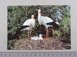 Altreu SO, Störche, Vogelwarte Sempach, 1977