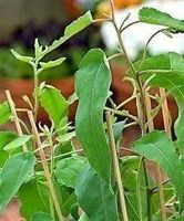 EUCALYPTUS AU PARFUM DE CITRON 25g