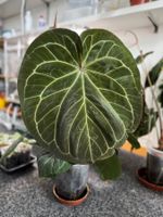 Anthurium King of Spades x Michelle (by Osman Salem)