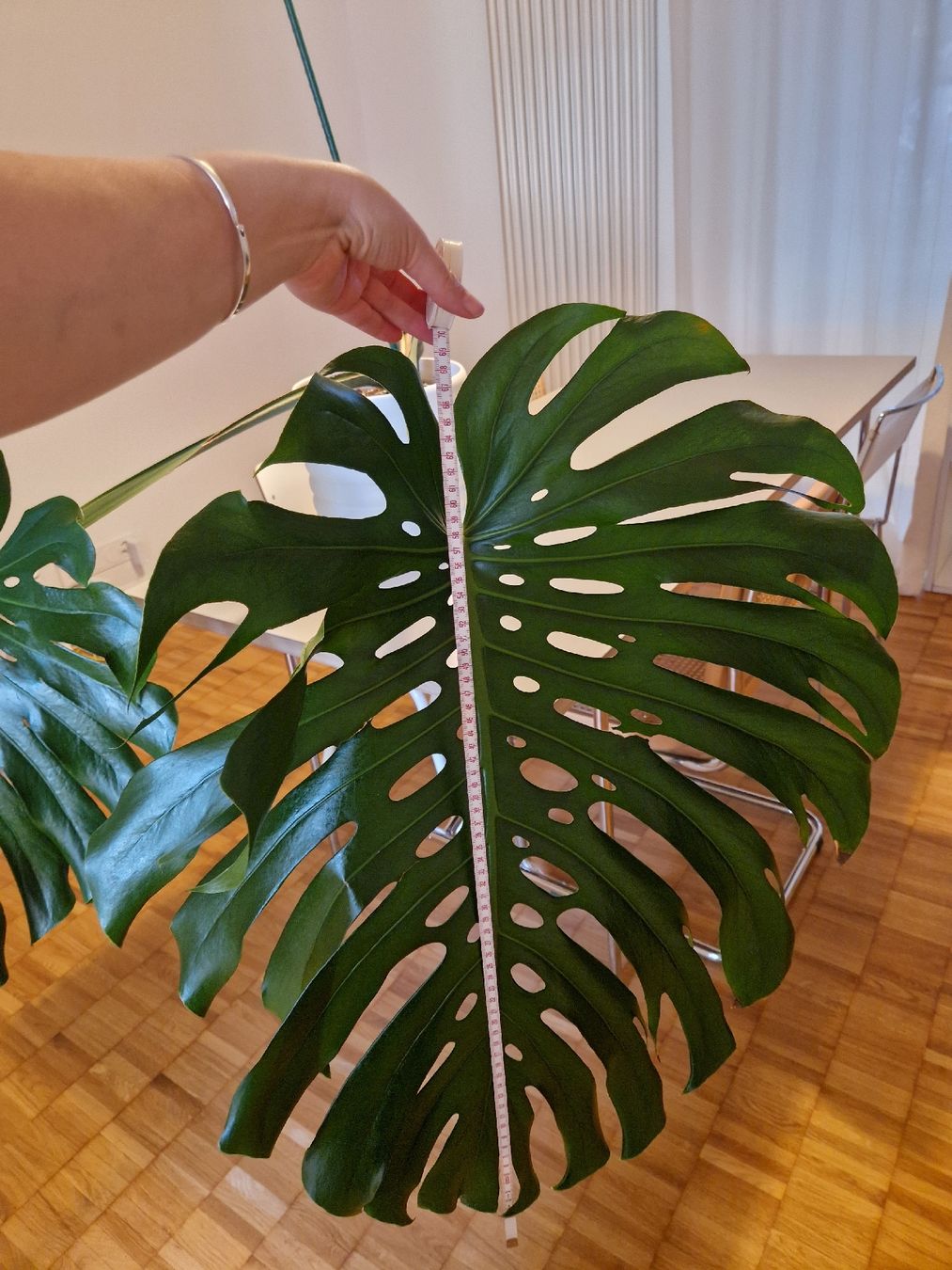 Pflanzen & Samen: Monstera Deliciosa Pflanze Large Form – Gebraucht aus Basel von Musawida 6