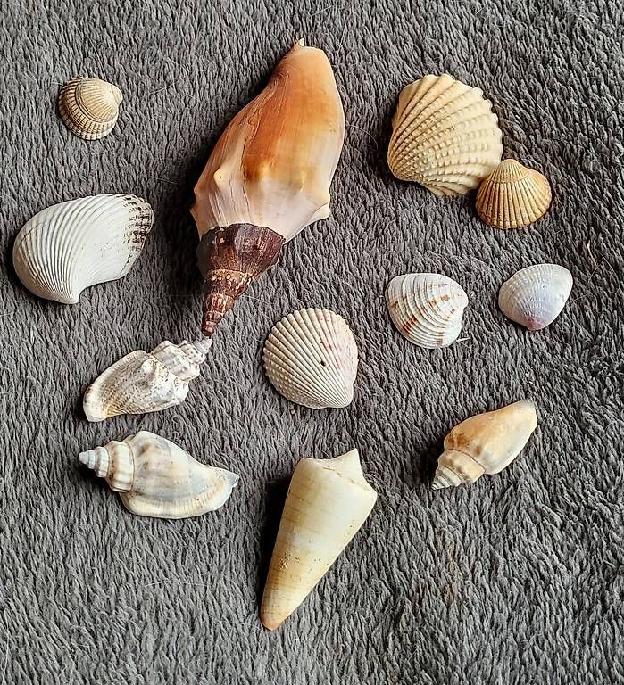 Fossilien: Muscheln – Gebraucht aus Duggingen von lot-of-fun