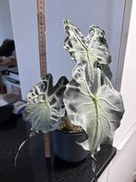 Alocasia Venom