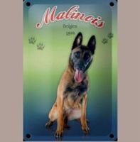 🔥 MALINOIS Blechschild 🎀 12x18cm OVP 🔥