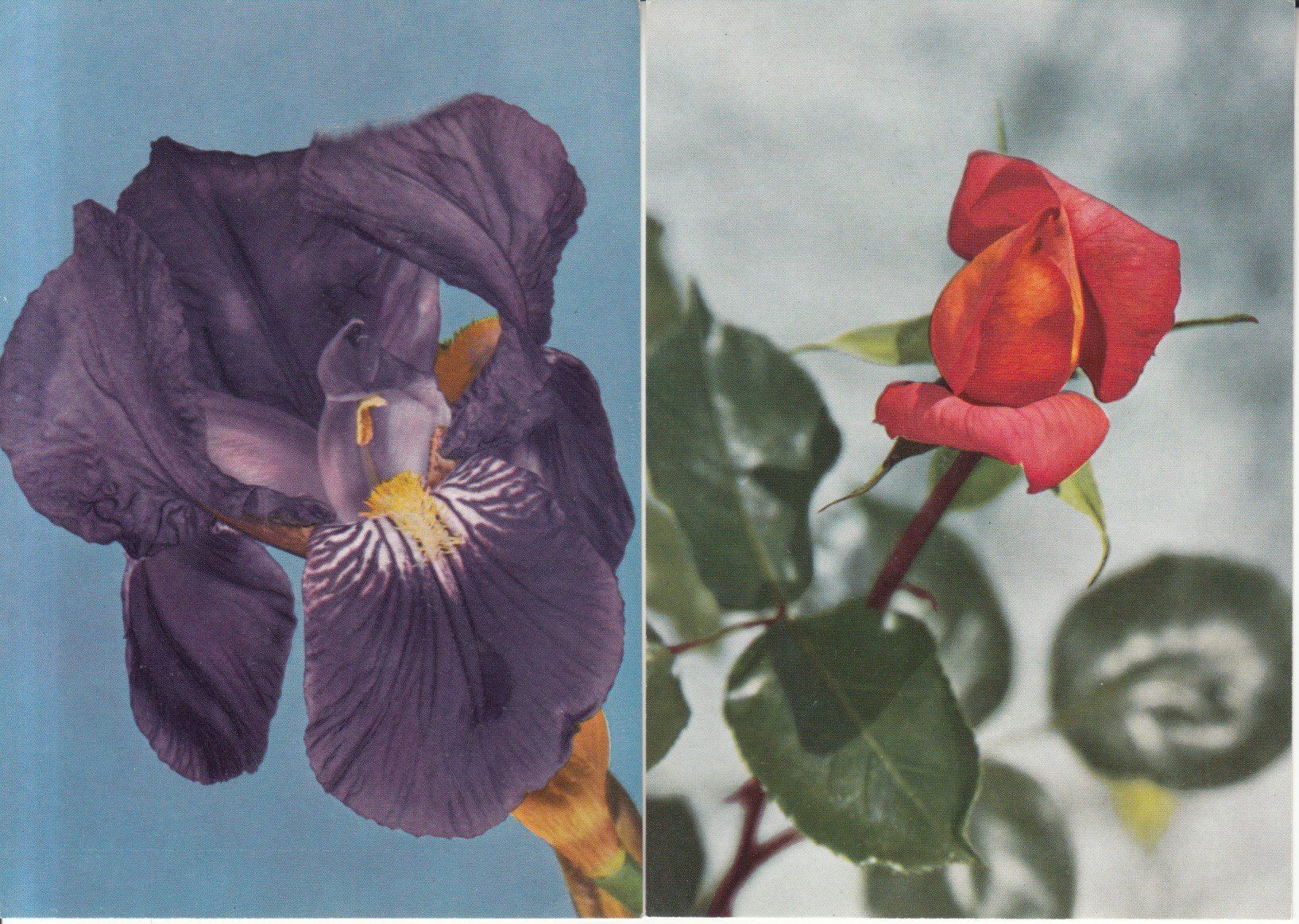Cartoline postali: Blumen ca. 1970, 4 Stk – Usato da Bürglen TG venduto da StampGraf 3