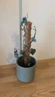 Zimmerpflanze         Scindapsus pictus, mit Moosstab im Top