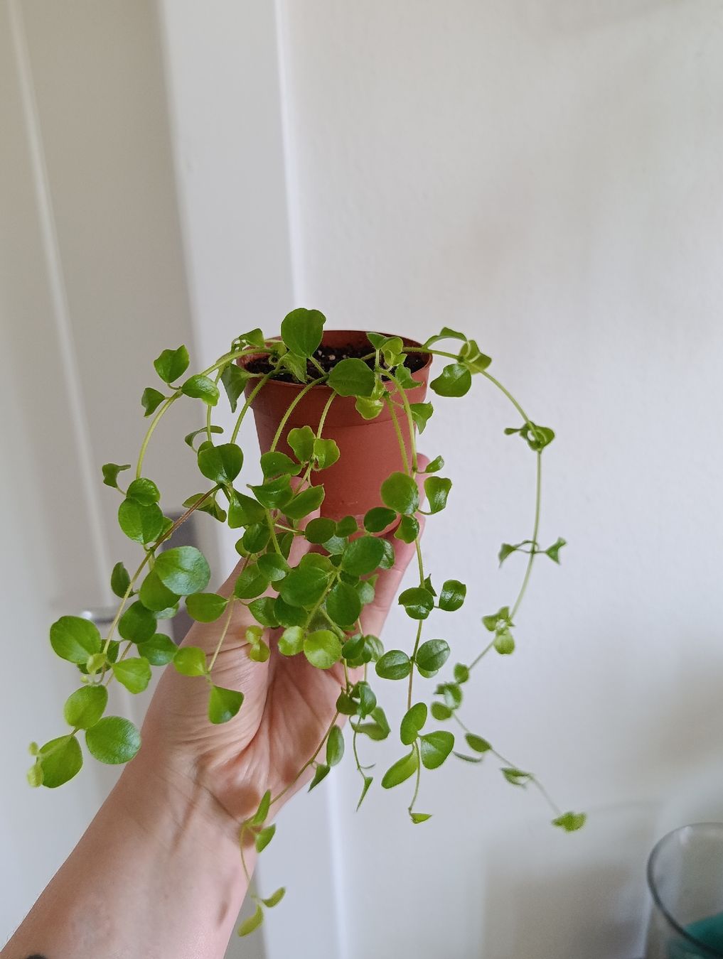 Piante & sementi: Peperomia Rotundifolia  – Nuovo (secondo la descrizione) da Baar venduto da L.isa28