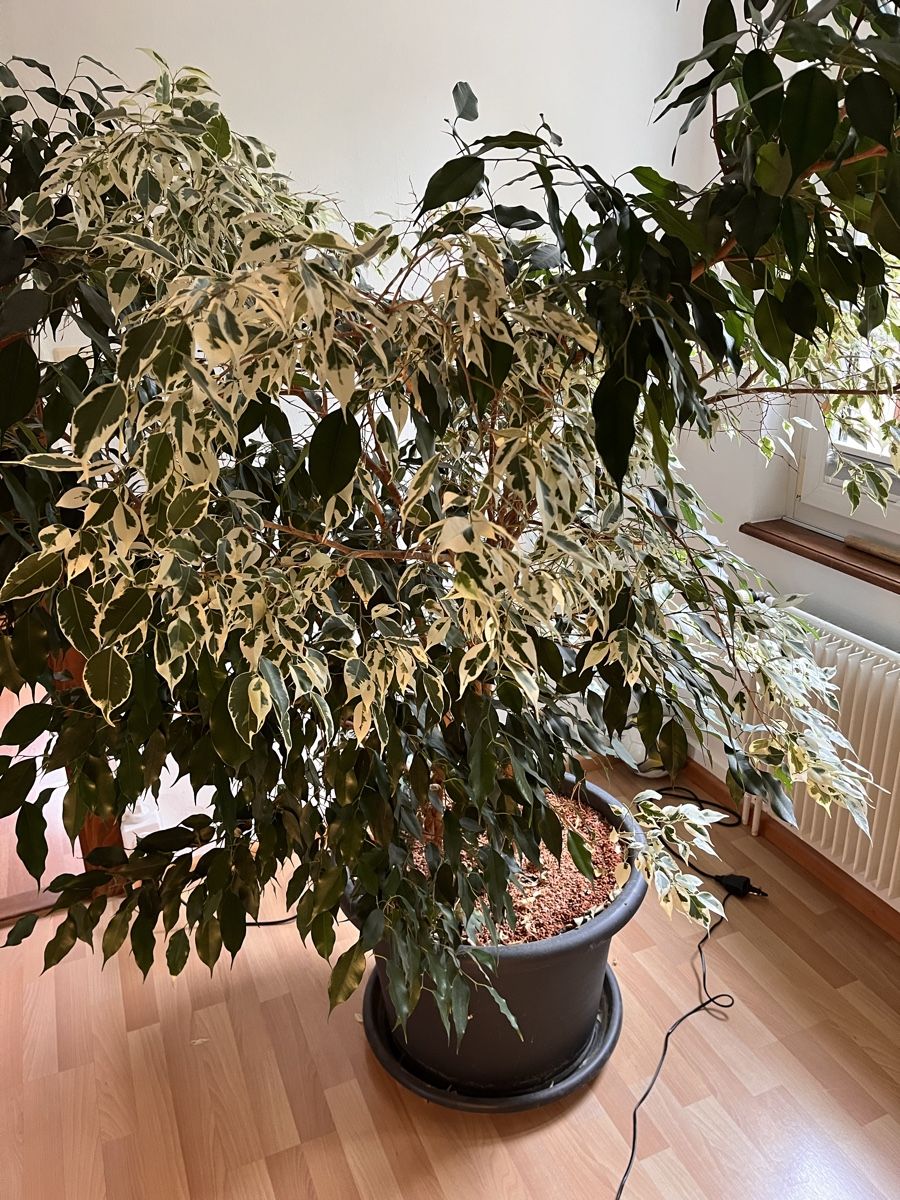 Pflanzen & Samen: Birkenfeige (Ficus Benjamina) – Gebraucht aus Sissach von julsi22 1
