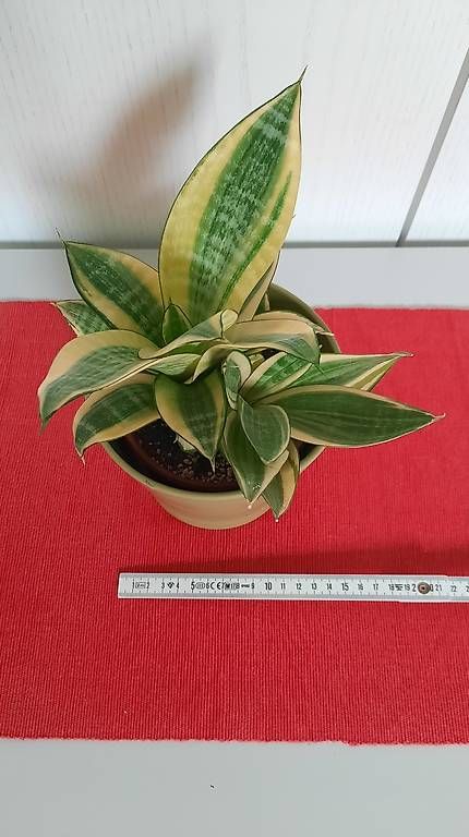 Plantes & graines: Zimmerplanze Schwiegermutterzunge – D'occasion à Giswil par aethra 1