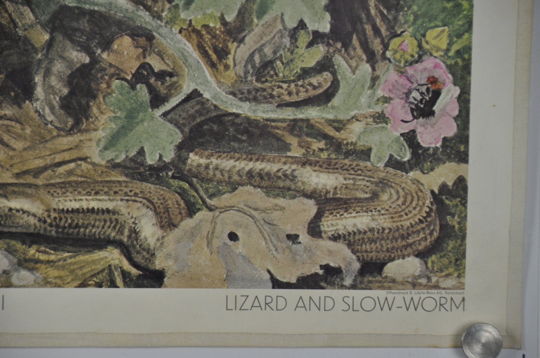 Posters & Illustrations: Schulwandbild "Eidechse und Blindschleiche" Robert Hainard – D'occasion à Härkingen par sammelbecken 1