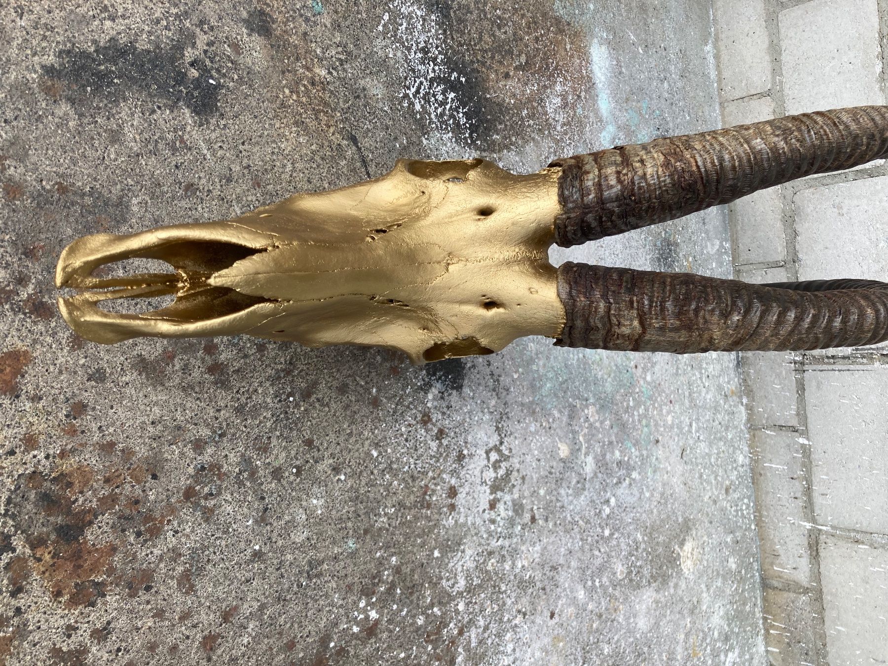 Il mondo degli animali: Rappenantilope Trophäe  1 – Usato da Grosswangen venduto da arum01 3