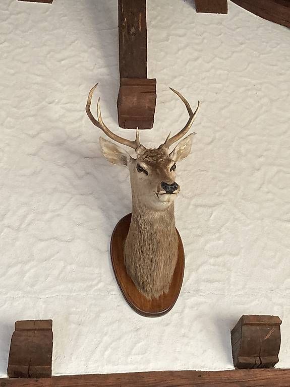 Il mondo degli animali: Tête de cerf – Usato da Courrendlin venduto da Omeg740