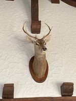 Tête de cerf