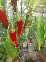 Fűszerpaprika korai édes -früher süßer Gewürzpaprika 10 Same