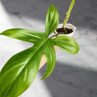 🔥Philodendron Florida Ghost (mit Neuaustrieb)