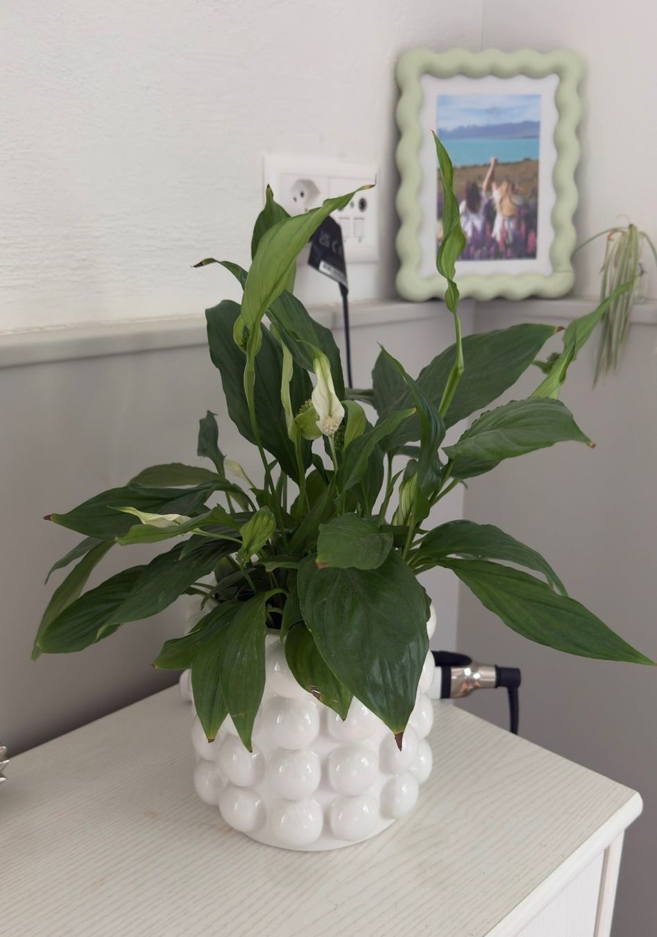 Plantes & graines: Zimmerpflanze – D'occasion à Altdorf UR par sjk_jz2s