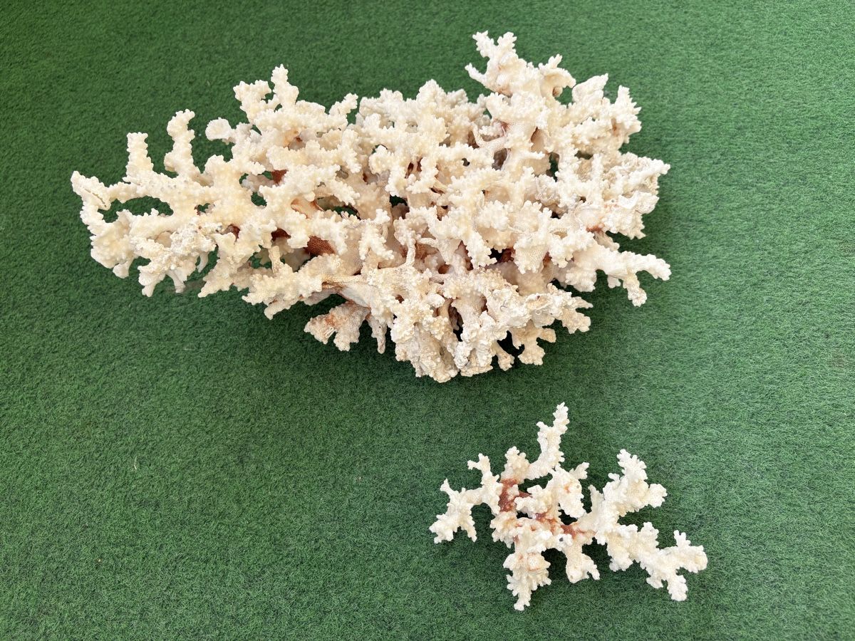 Tutte le decorazioni: Corail blanc – Usato da Bellevue venduto da Fas05