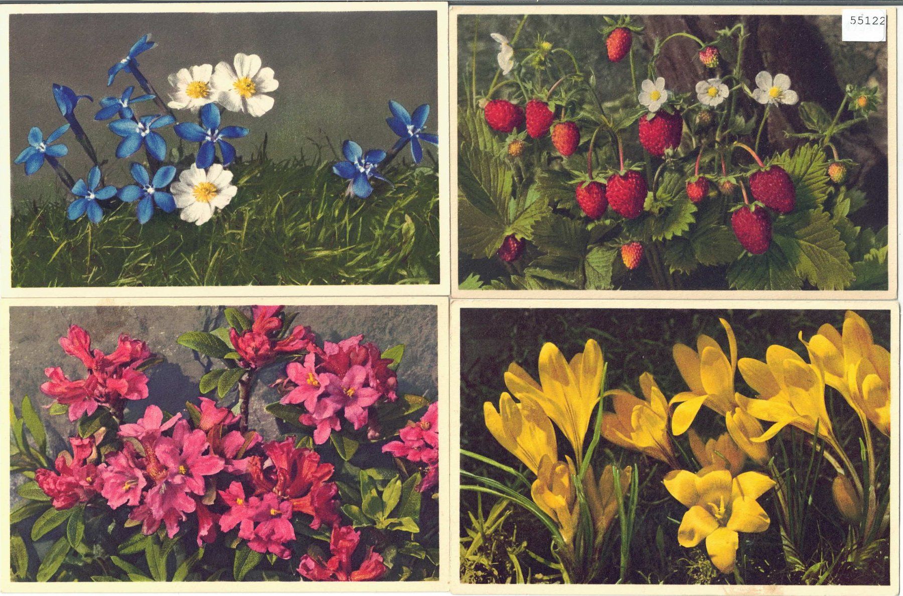 Cartoline postali: 4 AK - Blumen - Photo: E. Gyger – Usato da Ettingen venduto da Kartenplanet