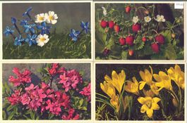 4 AK - Blumen - Photo: E. Gyger