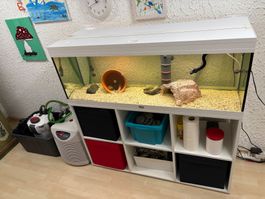 Aquarium komplett mit Axolotl, Filter, Durchlaufkühler