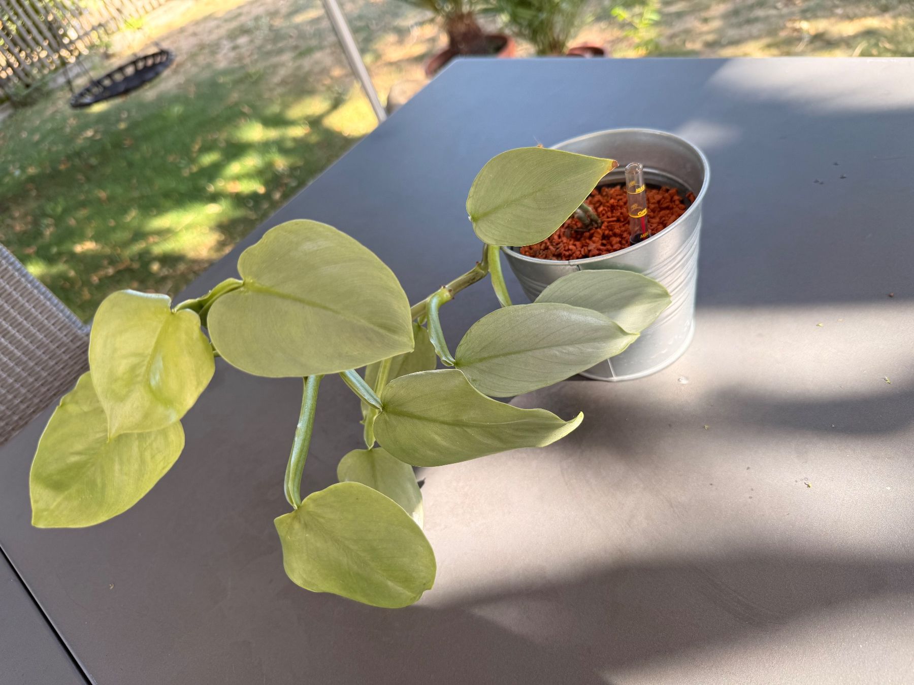 Pflanzen & Samen: Philodendron hastatum 'silver sword' – Gebraucht aus Rafz von jca_98p5