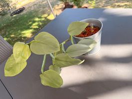 Philodendron hastatum 'silver sword'