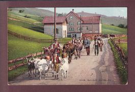 HEIMKEHR von der Alp - Kühe - 1912