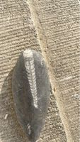 Orthoceras Fossil in Gestein grau gebrauchter Zustand