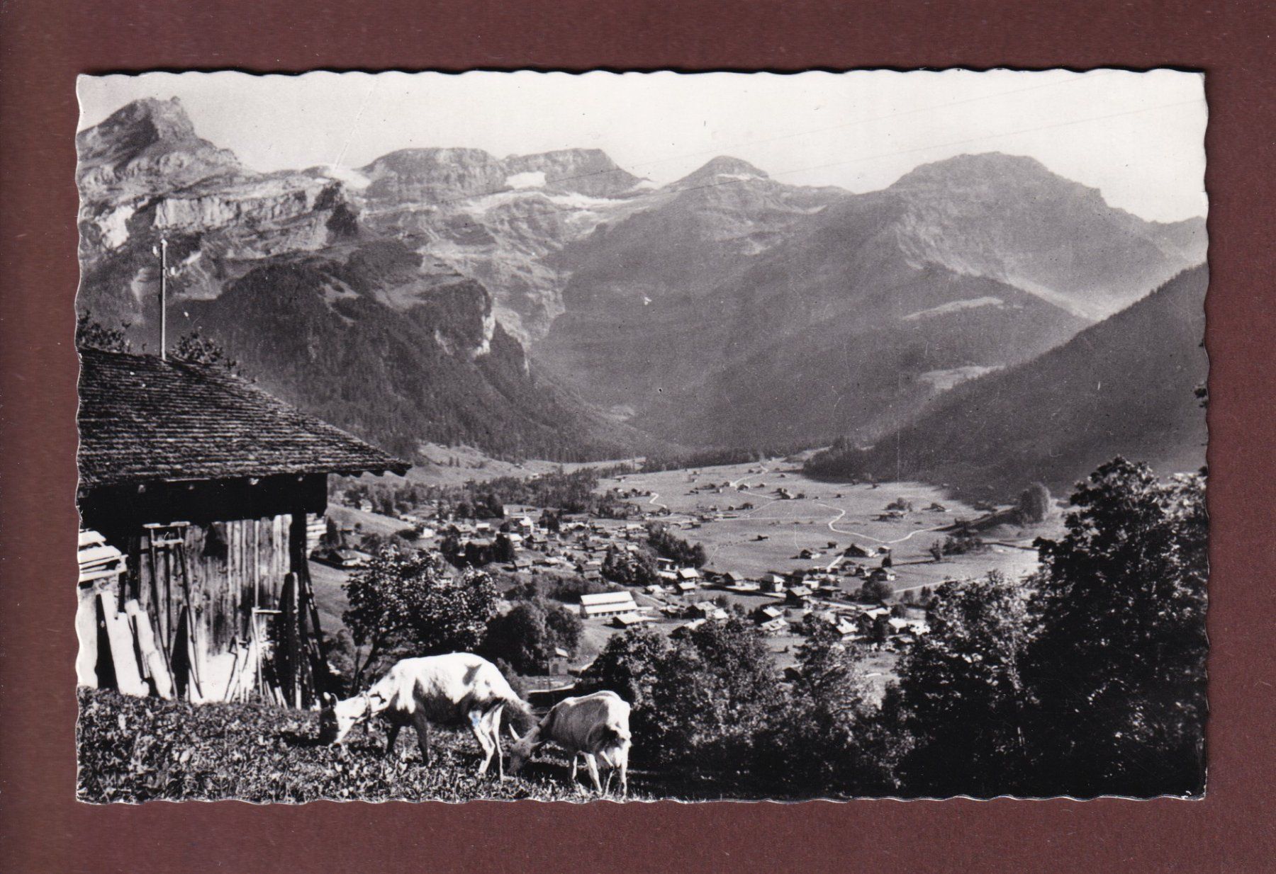Ansichtskarten: LES DIABLERETS - Chèvres - 1960 – Gebraucht aus Pully von nicecards-shop