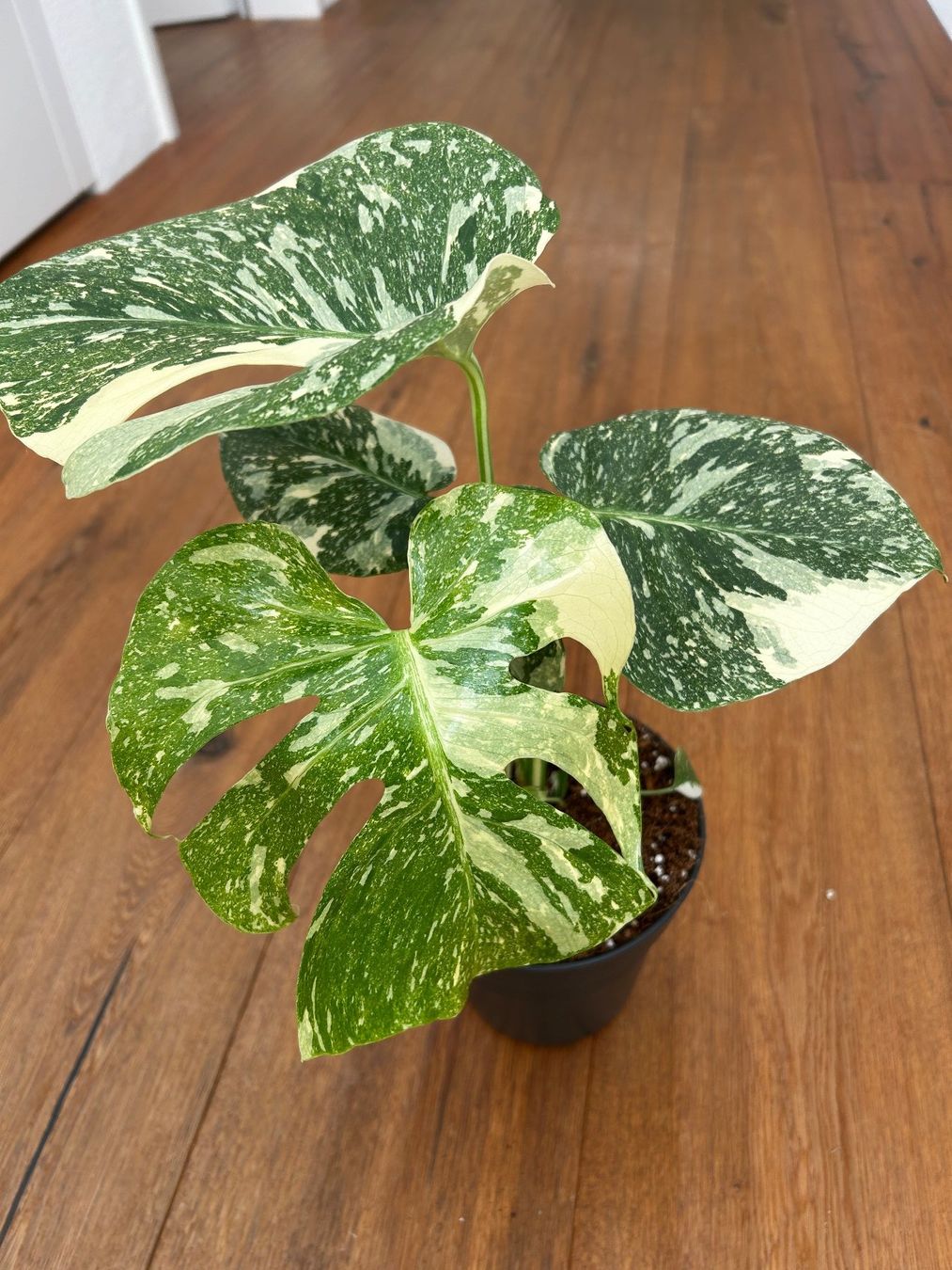 Piante & sementi: Monstera Thai Constellation💚 – Usato da Wattwil venduto da Mikesplantshop 1
