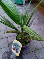 "CHAMAEROPS HUMILIS" : Palme 30 cm ↕️  "CHAMAEROPS HUMILIS"‪