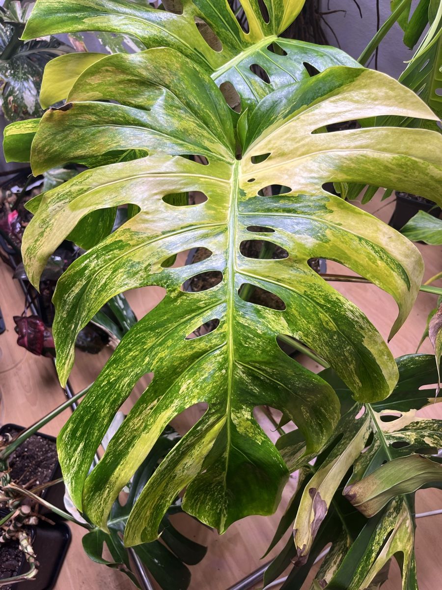 monstera cut out Philodendron Monstera XXL Cutting (CUTTING LEAFE) – Grow Unique Plants main image 0