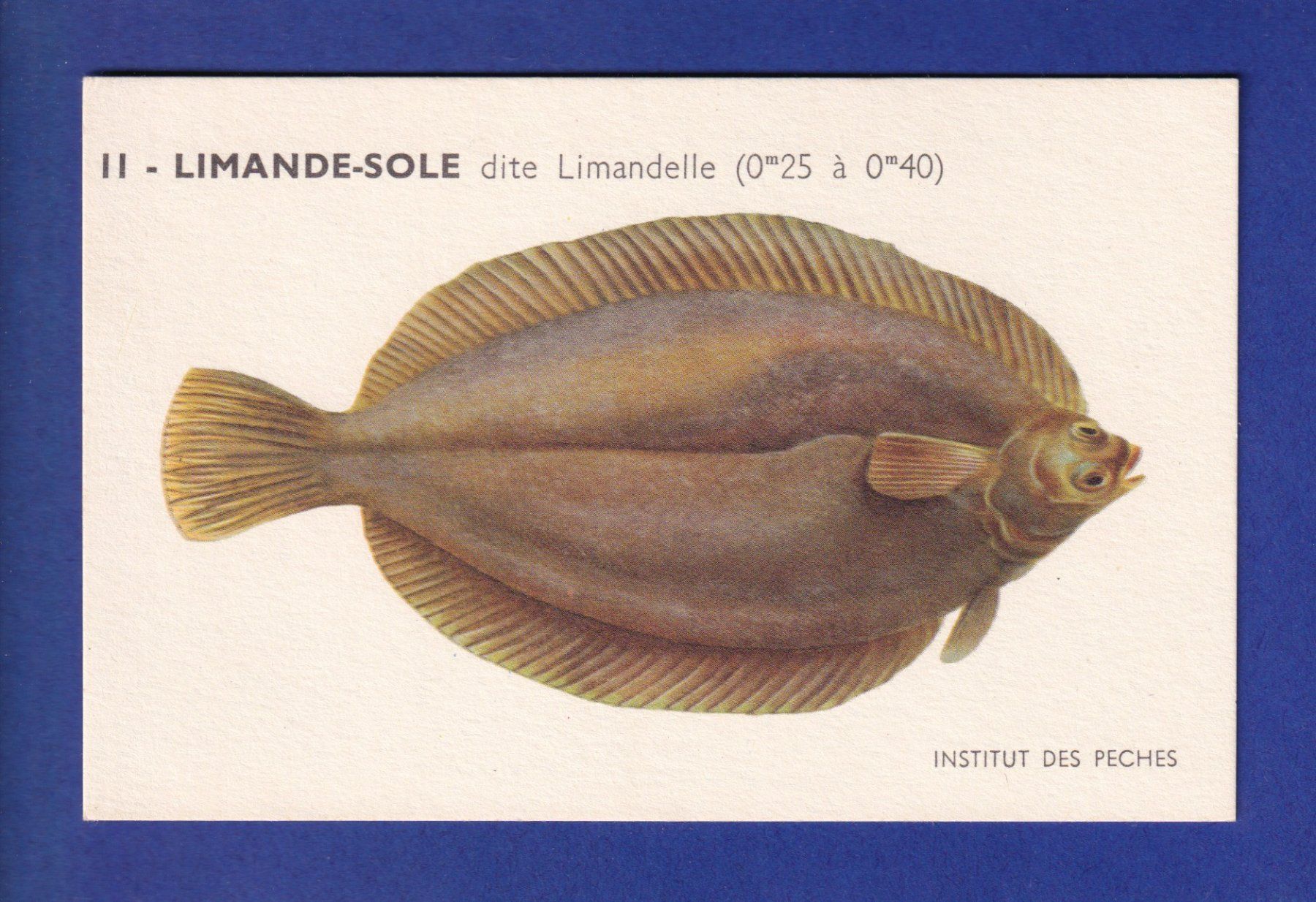 Cartoline postali: Poisson - LIMANDE SOLE dite Limandelle – Usato da Pully venduto da nicecards-shop