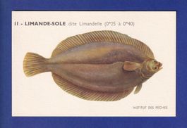 Poisson - LIMANDE SOLE dite Limandelle