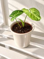 🌿 Syngonium – wunderschöne panaschierte Zimmerpflanze