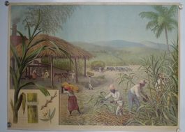 Historisches Schulwandbild  – Zuckerrohr -Saccharum officina