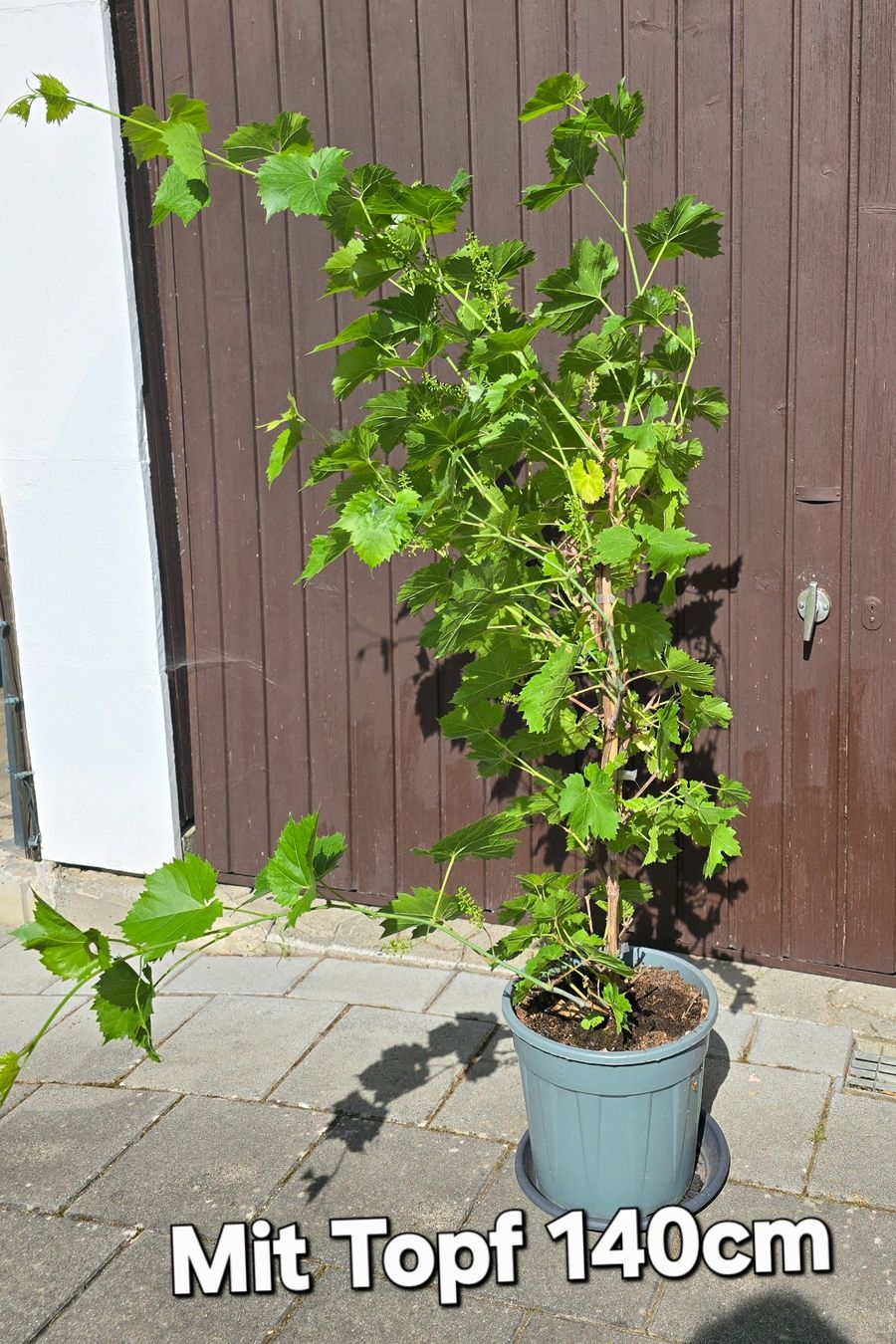 Piante & sementi: TRAUBEN VITIS - vinivera "Marechal Foch" – Usato da Aarburg venduto da popkorn65