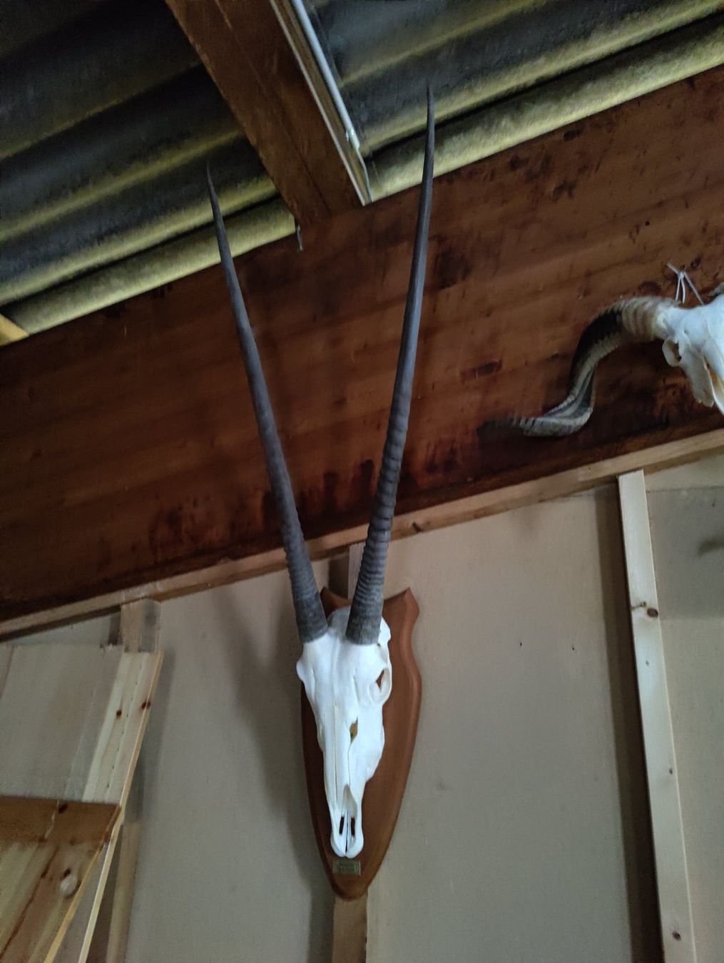 Altre raccolte & rarità: 2 Oryx Antilopen – Usato da Kaltbrunn venduto da Reimin85 3