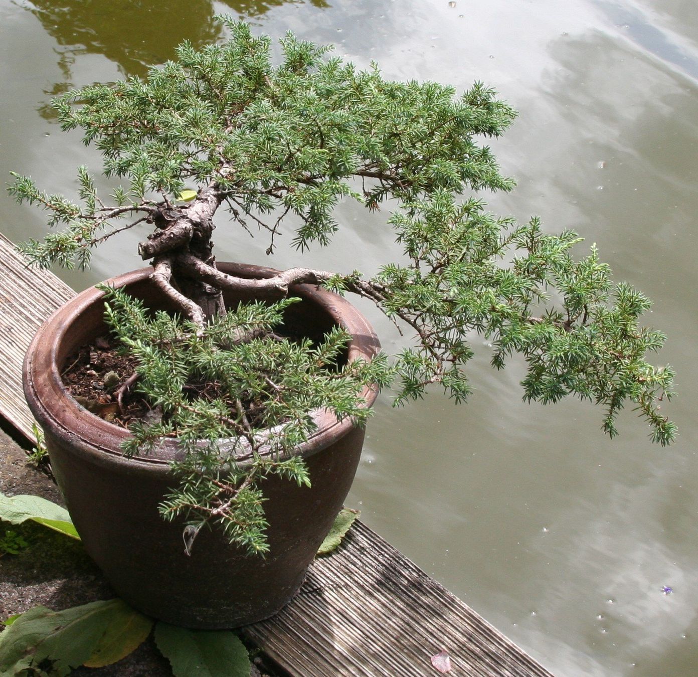 Plantes & graines: BONSAI  -  Kriechwacholder – D'occasion à Gretzenbach par Sikim 4