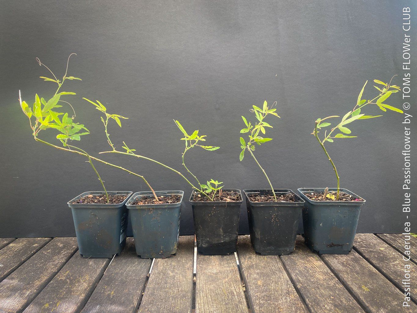 Piante & sementi: Passiflora Caerulea - blaue Passionsblume - winterhart – Nuovo e nell'imballaggio originale da Adliswil venduto da TAKEYOURPLANT 5