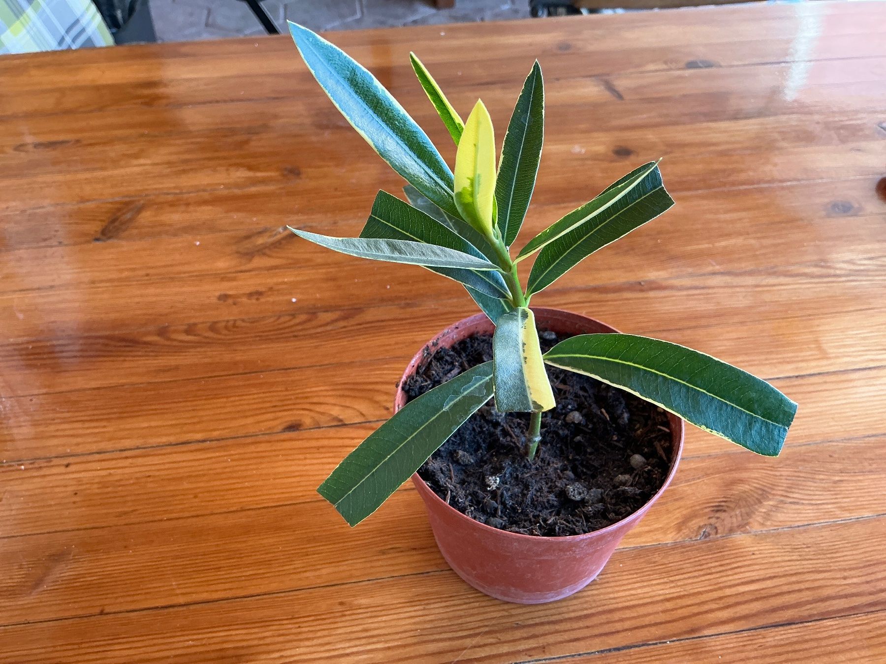 Piante & sementi: Oleander mit panaschierten Blättern (Versand möglich ) – Usato da seon venduto da Agnom 6