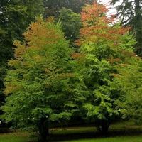 Cercidiphyllum Japonicum  ( pré-bonsai )