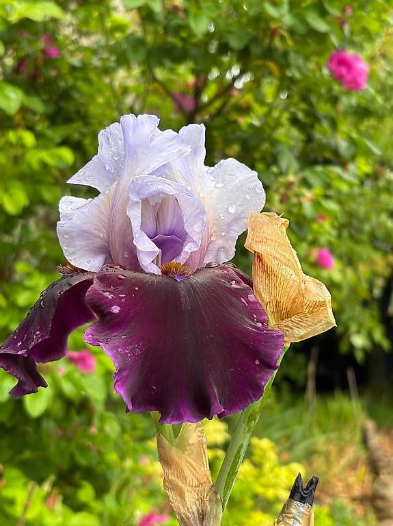 Plantes & graines: Iris germanica – D'occasion à Moudon par jcs_k9m7 4
