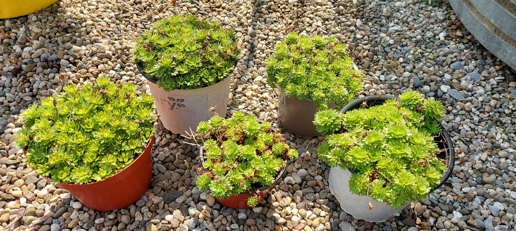 Piante & sementi: Steinbrech - Polsterpflanze mit weißen Blüten – Usato da Küssnacht am Rigi venduto da Mukare